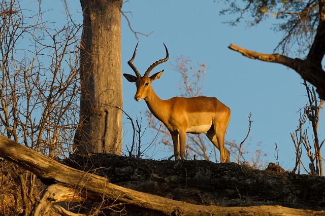 036 Chobe NP, impala.jpg